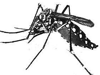 平洲四害消杀公司杀死蚊子和苍蝇有没有什么好的办法