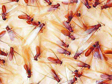 丹灶白蚁预防中心什么是飞蚁？怎么灭治飞蚁