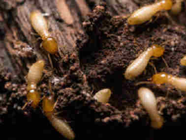 里水白蚁防治公司白蚁的生活习性是什么