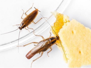 里水四害消杀中心洗发水和洗衣粉对付蟑螂有效吗？