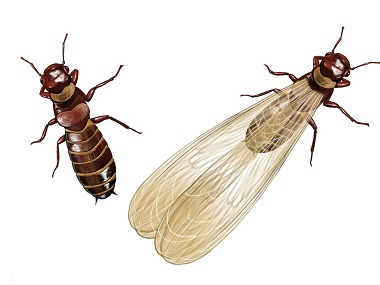 丹灶预防白蚁中心——什么是飞蚁？