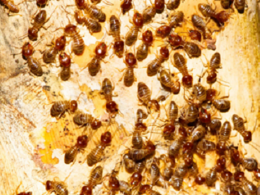 大沥白蚁防治机构厨房灭蚂蚁的7个小方法