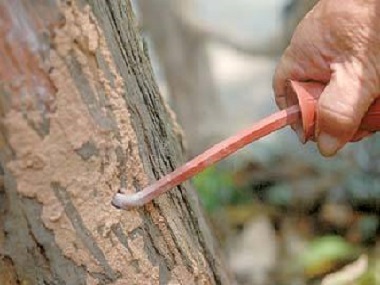 盐步白蚁预防所：桉树如何有效防治白蚁危害
