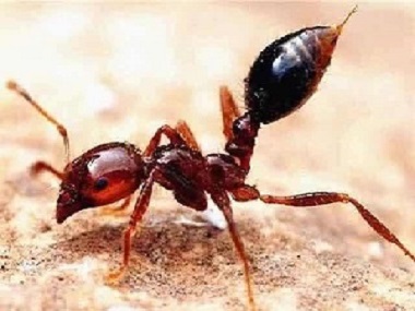 南海白蚁备案公司告诉你什么是红火蚁，红火蚁的危害