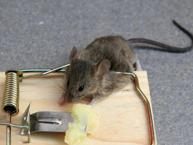 南海除虫灭鼠公司综合有效防治老鼠的方法