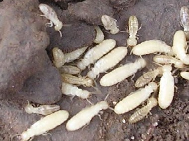 和顺白蚁预防机构白蚁的四大危害性是什么