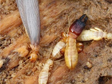 南海杀灭白蚁——新建房屋预防白蚁的方法