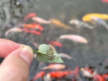 和顺病媒生物防控机构6个防治方法清除臭虫