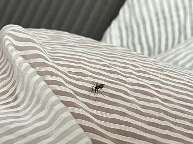 里水除四害中心社区蚊子大作战，你参与了吗？