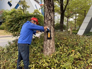 里水白蚁预防中心白蚁对香樟的危害及防治方法