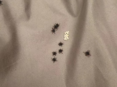 黄岐除四害中心带您认识臭虫并防治臭虫