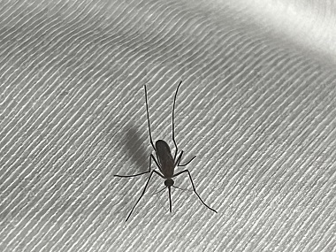 丹灶有害生物防控机构除蚊灭蚊，夏季如何预防蚊子？