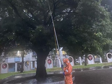 佛山蜂患处理中心发现马蜂窝怎么应对最安全?