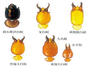南海白蚁预防机构佛山常见的白蚁种类有哪些